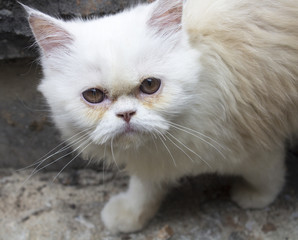 Obraz premium White cat running fun.