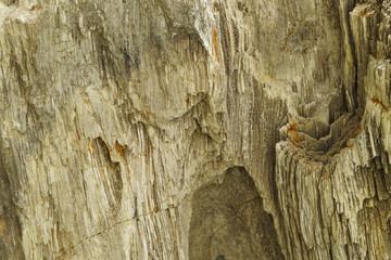 Petrified wood stone, Fossilized Tree Trunks from the Triassic P