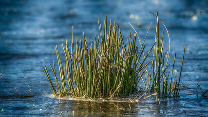 Insel aus Gras - Island of grass
