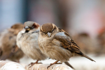 House sparrow
