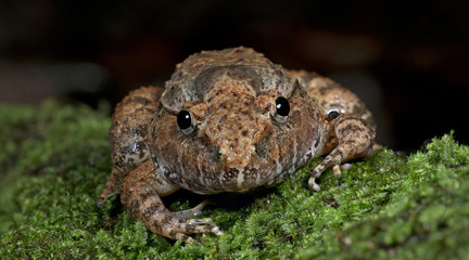 Beautiful Frog, Frog , Frog on moss , Frog of Thailand , Frog wi