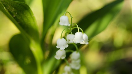 lilly of the valley