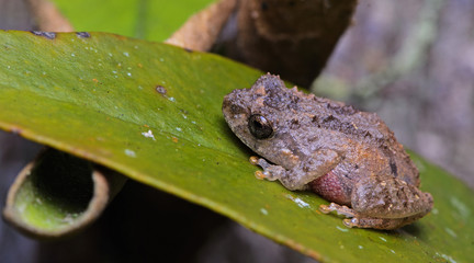 Beautiful Frog, Frog , Frog on green leaf , Frog of Thailand