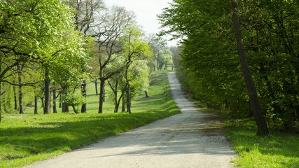 morning forest