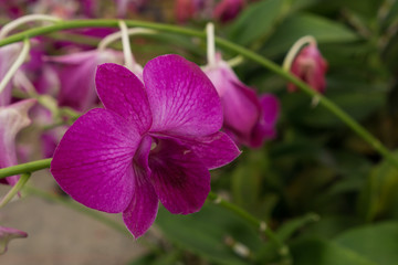 Flower:purple orchid  in orchid garden.