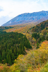 大山の紅葉 -鍵掛峠からブナの森と南壁-
