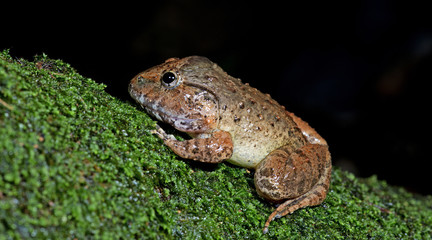 Beautiful Frog, Frog , Frog on moss , Frog of Thailand , Frog wi