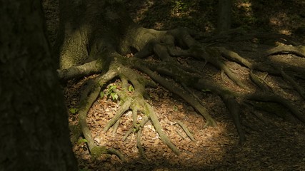 forest trees