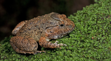 Beautiful Frog, Frog , Frog on moss , Frog of Thailand , Frog wi