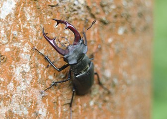 stagbeetle