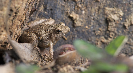 Beautiful Frog, Frog , Frog on sand , Frog of Thailand