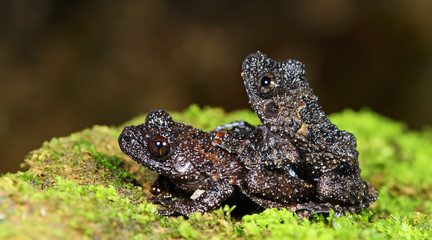 Beautiful Frog, Frog , Frog on moss , Frog of Thailand , Frog wi