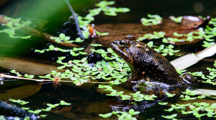 Beautiful Frog, Frog , Frog in pond , Frog of Tha