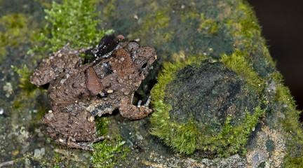 Beautiful Frog, Frog , Frog on the rocks with moss , Frog of Tha