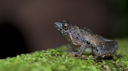 Beautiful Frog, Frog , Frog on moss tree , Frog of Thailand , Fr