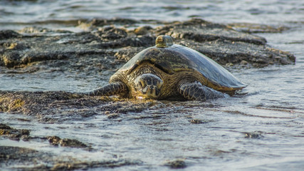 Schildkröte kriecht zum Sonnenuntergang an den Strand