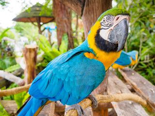 Parrot blue and yellow macaw with nice feathers details at Songkhla Thailand