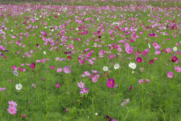 selective focus cosmos flower Field
