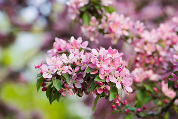 rich flowering pink Apple-tree