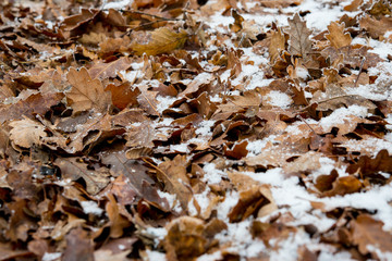Fall frosty leaves background - the end of autumn and beginning of winter