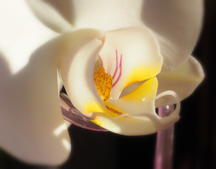 Phalaenopsis