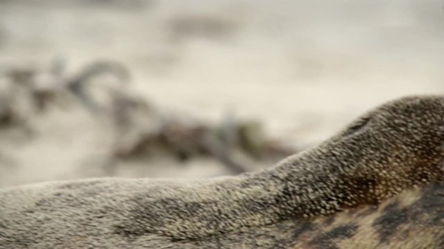 grey seal super close 11247

