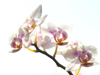 Schmetterlingsbume, Orchidee