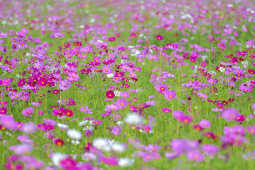 Obraz premium selective focus cosmos flower Field