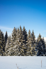 Winter Nature snowy landscape outdoor background.