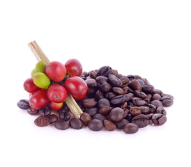 Fresh coffee beans and roasted coffee beans on white background