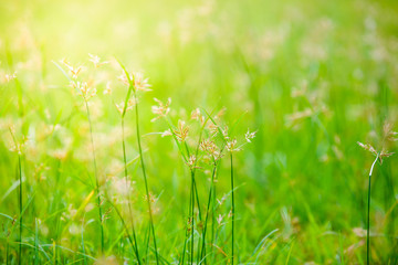 Grass flowers