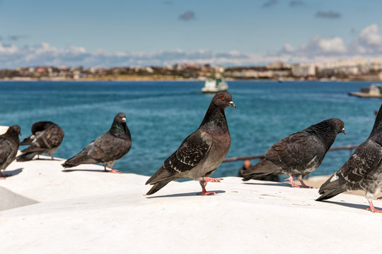 flock of pigeons in Sevastopol