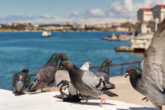 pigeons on the seafront