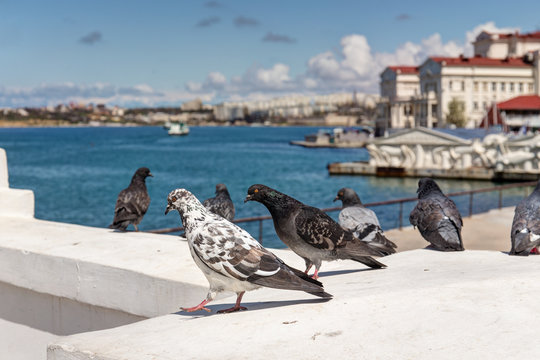 pigeons in Sevastopol
