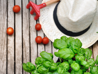 basilic, tomates cerises, râteau et chapeau de paille sur planche en bois 