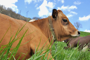 vache couché dans l'herbe