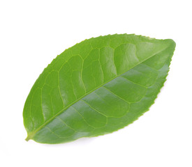 Obraz premium Green tea leaf isolated on white background