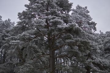 Reif auf Bäumen im Winter auf einer Lichtung am Wald dunkel