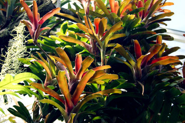 Guzmania