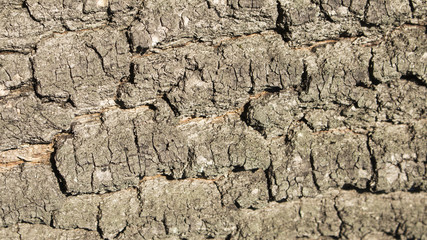 Wood bark texture Background