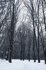 Winter forest nature snow outdoor  background.