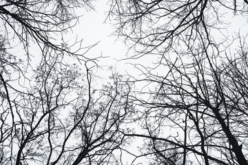 Winter forest nature snow outdoor  background.