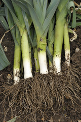 Leeks