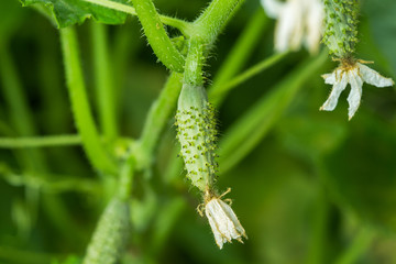 To grow cucumbers in the greenhouse