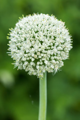 Blooming onion flower with nature background