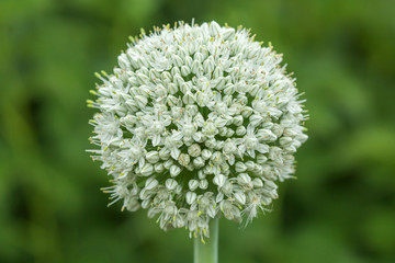 Blooming onion flower with nature background
