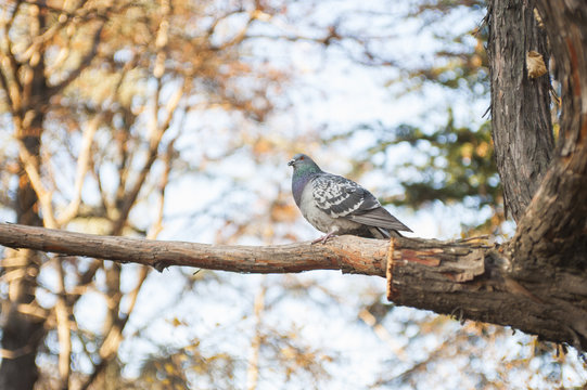 Piccione sul ramo