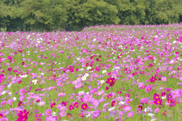 Obraz premium selective focus cosmos flower Field