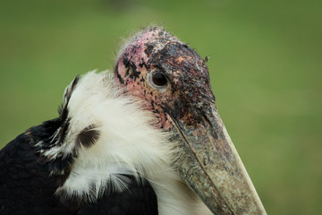The bird in a zoo
