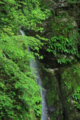 竜王の滝　高知県